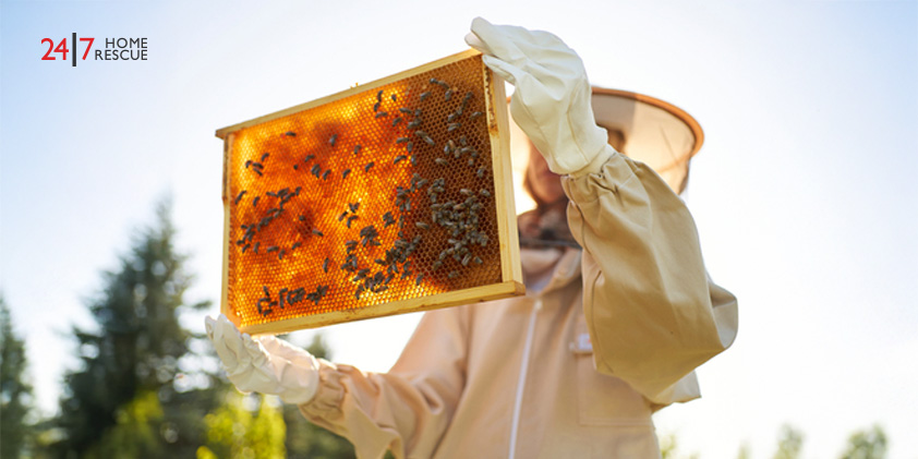 Swarm of Bees Turns Boiler Repair into Sticky Situation The beekeeper holds a honeycomb teeming with bees in his hands and a close-up view of the honey-filled cells and buzzing insects.