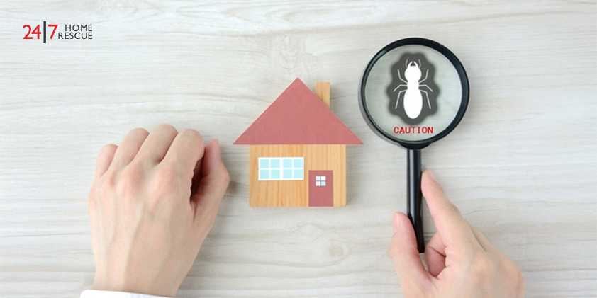 Are Tenants or Landlords Responsible for Pest Control? A house model with a magnifying glass highlighting a termite pictogram